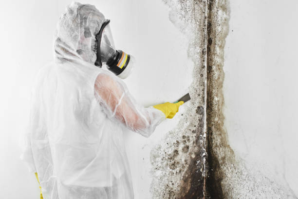 Best Mold Remediation  in Lincoln City, OR