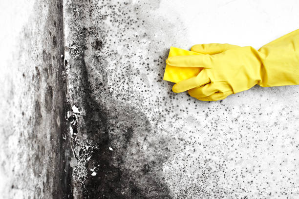 Best Toxic Mold Removal  in Lincoln City, OR