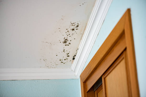 Best Office Mold Removal Services  in Lincoln City, OR