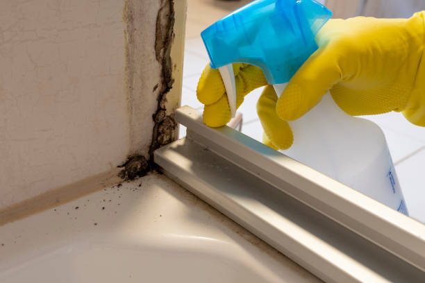 Best Mold Removal Near Me  in Lincoln City, OR