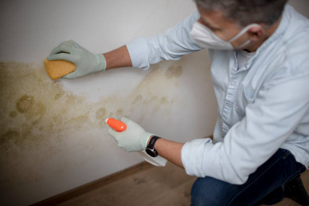 Best Fast Mold Removal  in Lincoln City, OR